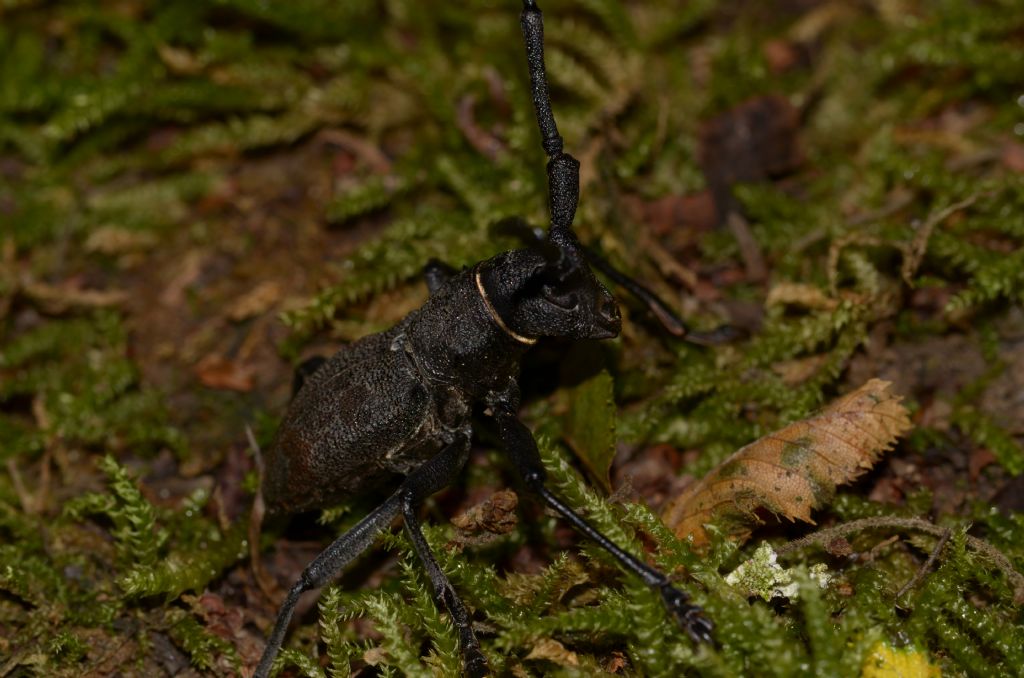 Cerambycidae: Morimus?  Sì, Morimus asper asper